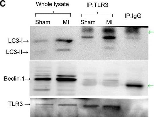 TLR3 Antibody