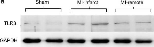 TLR3 Antibody