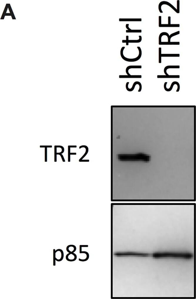 TRF-2 Antibody