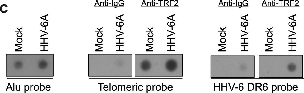 TRF-2 Antibody