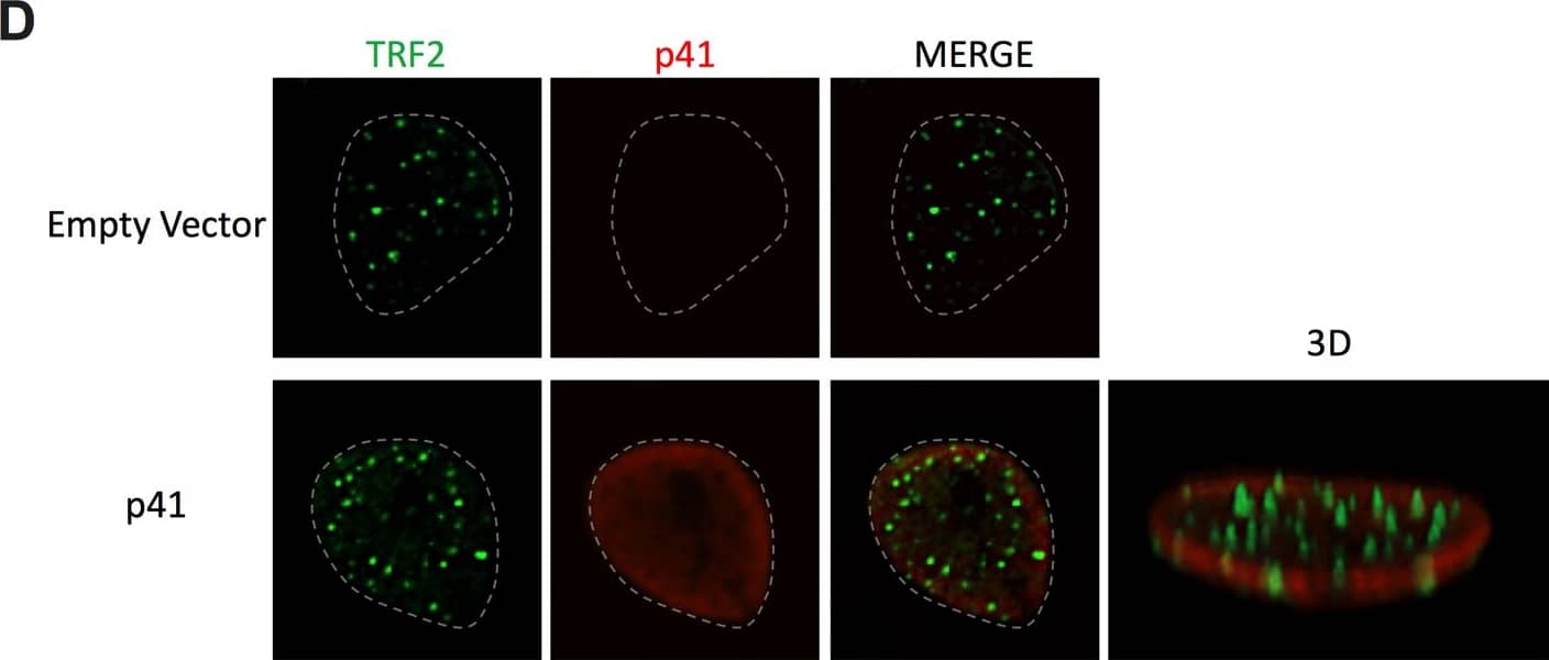 TRF-2 Antibody