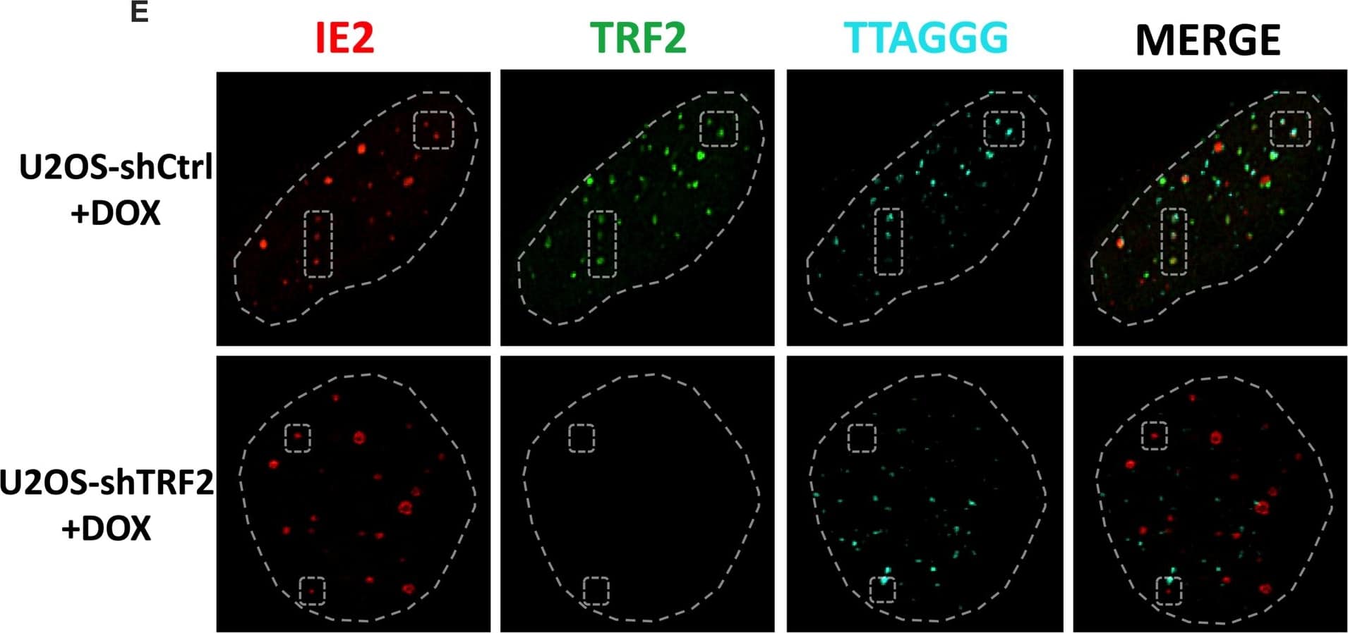 TRF-2 Antibody