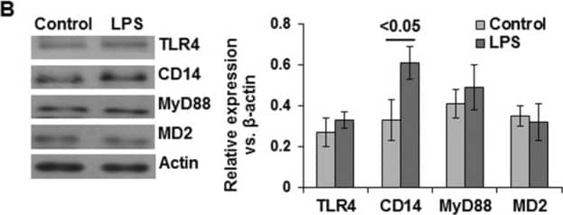 MyD88 Antibody - BSA Free