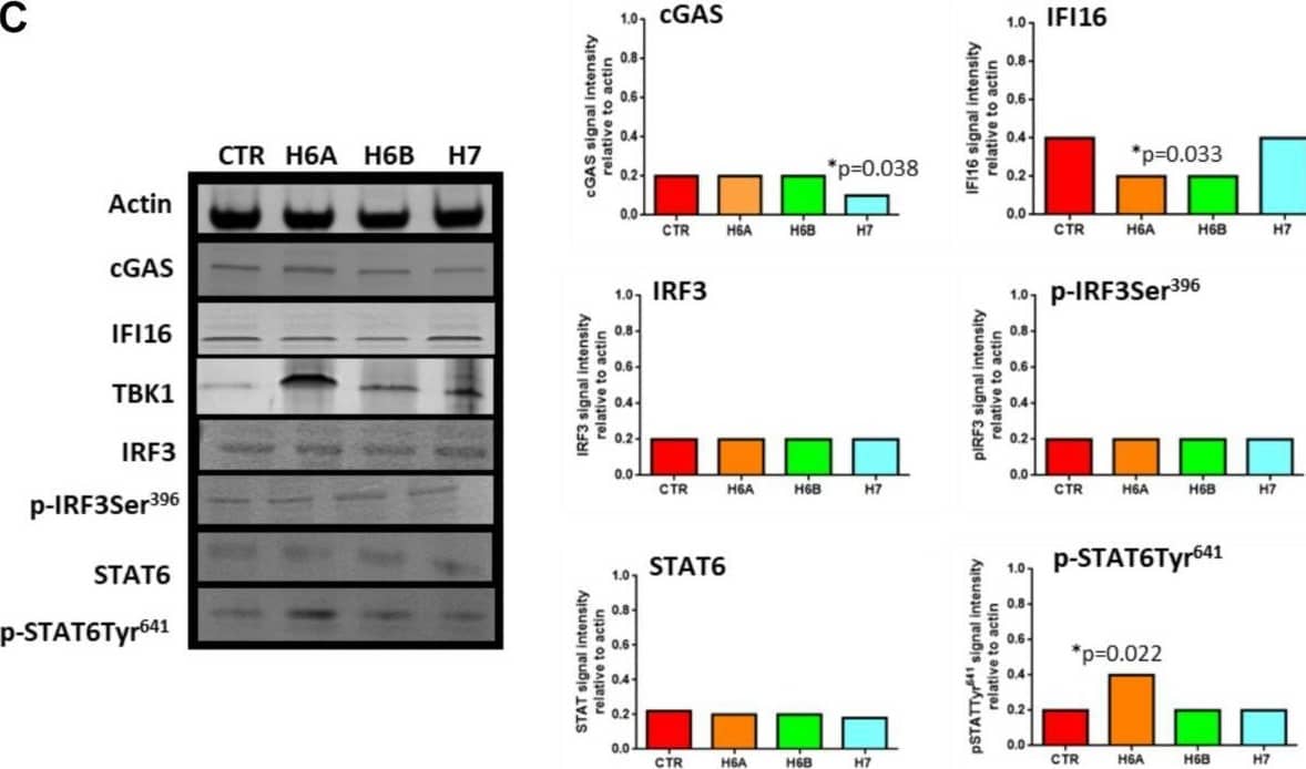 TBK1 Antibody (108A429) - BSA Free