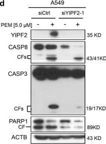 Caspase-3 Antibody (31A1067) - (Pro and Active) - BSA Free