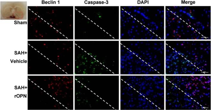 Caspase-3 Antibody (31A1067) - (Pro and Active) - BSA Free