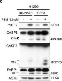 Caspase-3 Antibody (31A1067) - (Pro and Active) - BSA Free