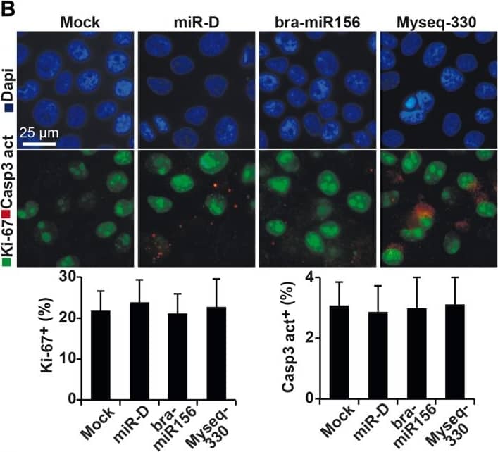 Caspase-3 Antibody (31A1067) - (Pro and Active) - BSA Free