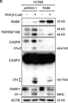 Caspase-3 Antibody (31A1067) - (Pro and Active) - BSA Free