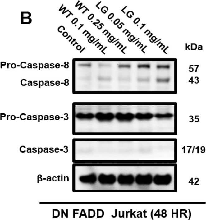 Caspase-3 Antibody (31A893) - BSA Free