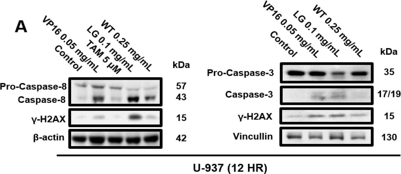 Caspase-3 Antibody (31A893) - BSA Free