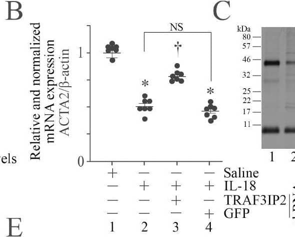 TRAF3IP2 Antibody - BSA Free