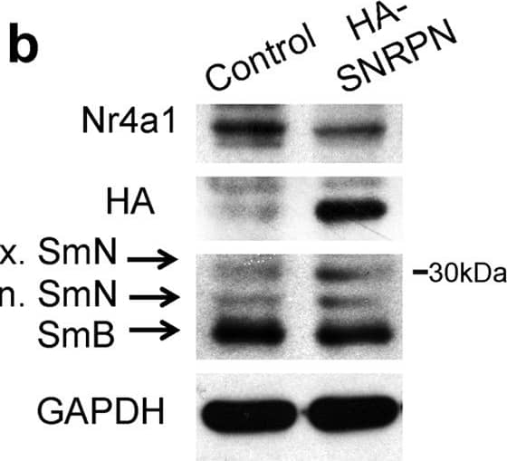 NGFI-B alpha/Nur77/NR4A1 Antibody