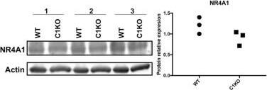 NGFI-B alpha/Nur77/NR4A1 Antibody