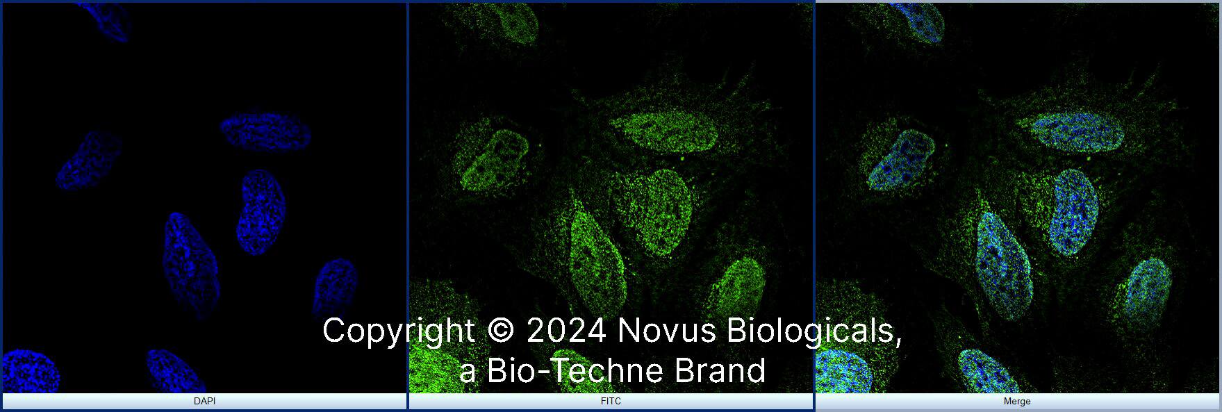 NGFI-B alpha/Nur77/NR4A1 Antibody [Alexa Fluor® 488]