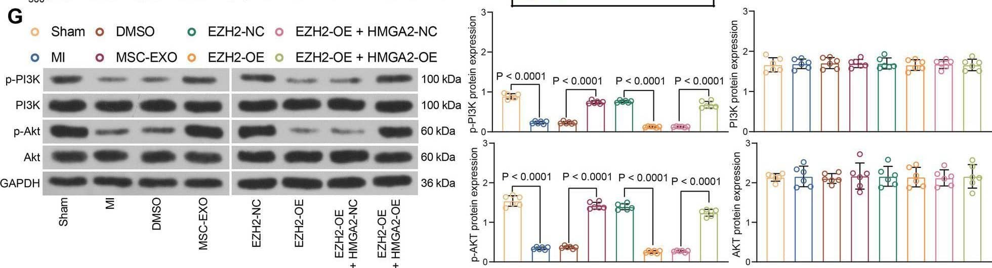 AKT1 [p Ser473] Antibody (104A282) - BSA Free