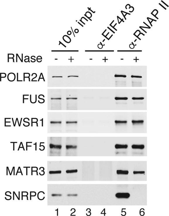 TAF15 Antibody