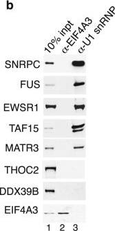 TAF15 Antibody