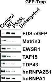 TAF15 Antibody