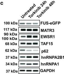 TAF15 Antibody