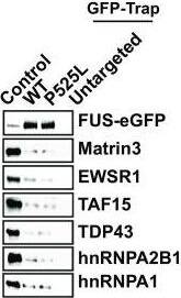TAF15 Antibody