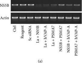 beta-Actin Antibody