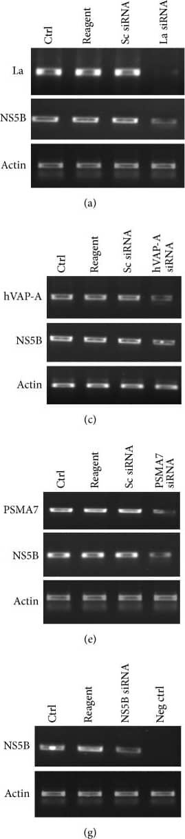 beta-Actin Antibody