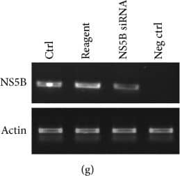 beta-Actin Antibody
