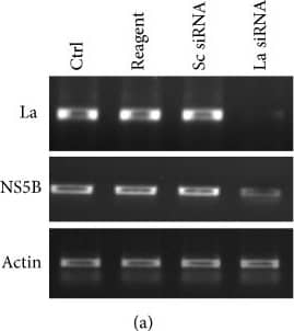 beta-Actin Antibody
