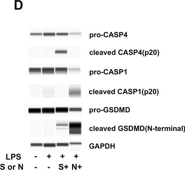 GAPDH Antibody