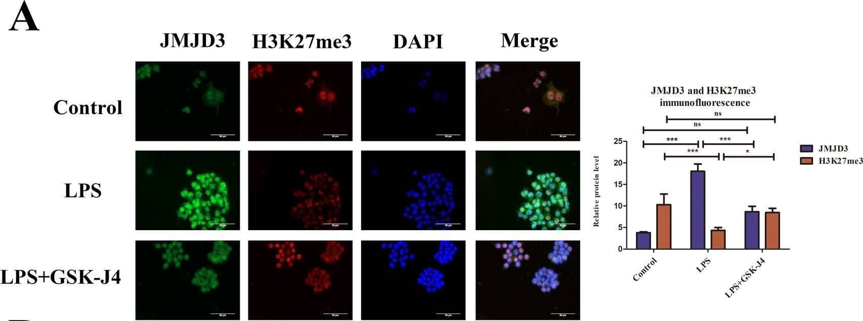 Lysine (K)-specific Demethylase 6B/KDM6B/JMJD3 Antibody - BSA Free