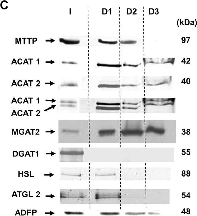 DGAT1 Antibody