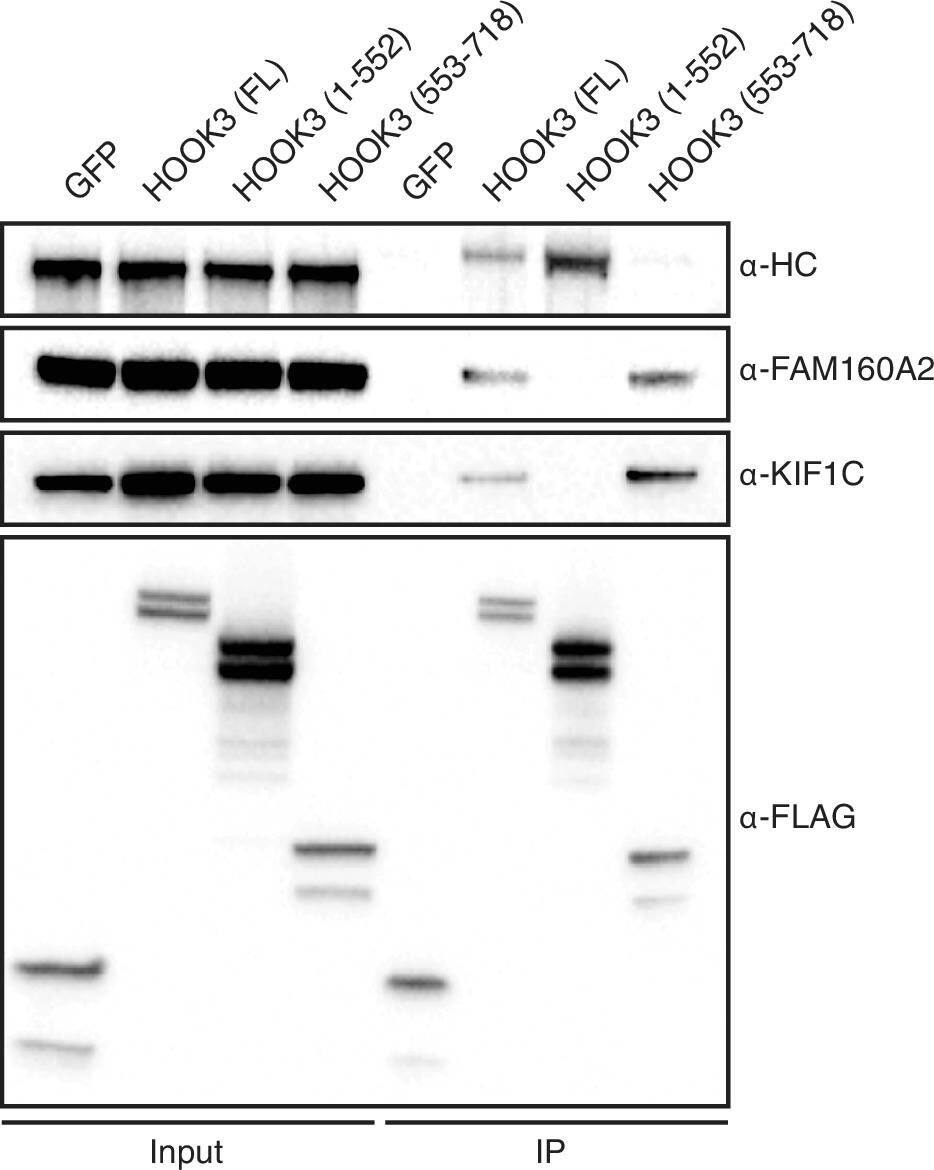 KIF1C Antibody