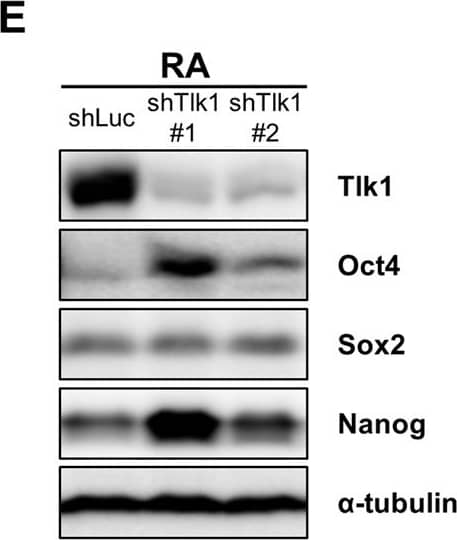 Nanog Antibody
