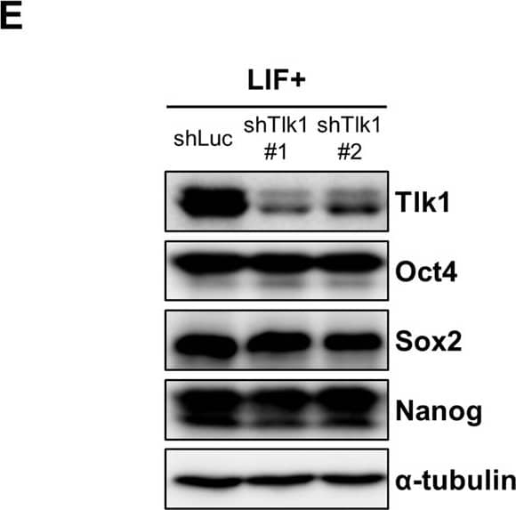 Nanog Antibody