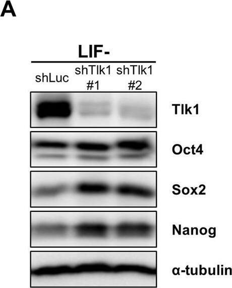 Nanog Antibody