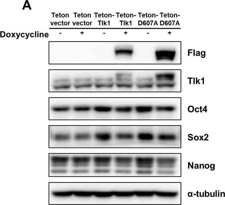 Nanog Antibody