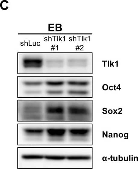 Nanog Antibody