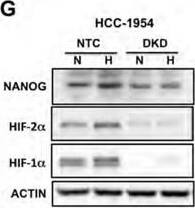 Nanog Antibody