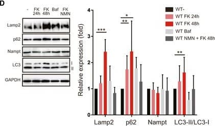 PBEF/Visfatin/NAMPT Antibody - BSA Free