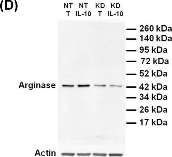 Arginase 1/ARG1/liver Arginase Antibody