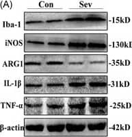 Arginase 1/ARG1/liver Arginase Antibody