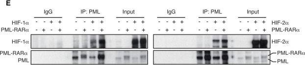 PML Protein Antibody - BSA Free