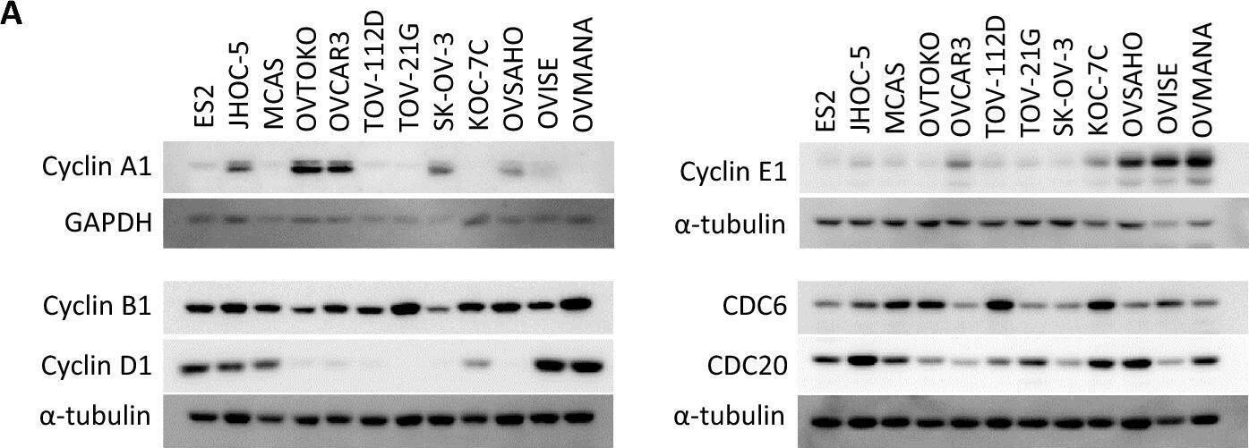 Cdc20 Antibody