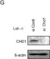 CHD1 Antibody