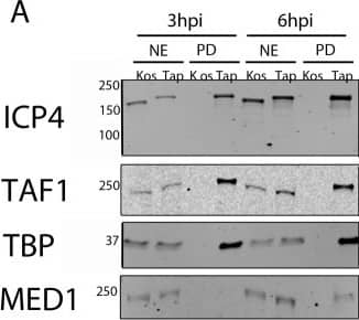 MED13 Antibody
