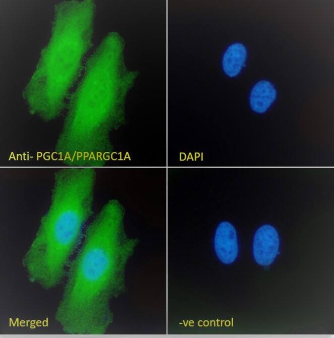 PGC1 alpha Antibody