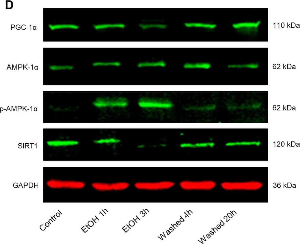 PGC1 alpha Antibody