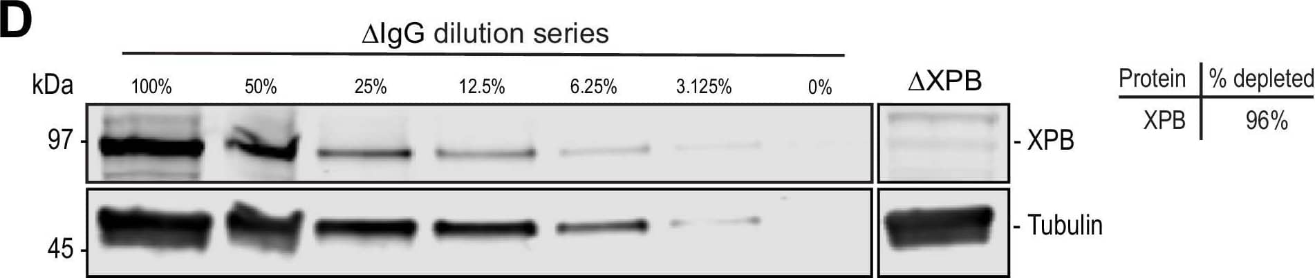 XPB Antibody