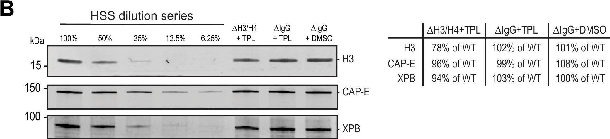 XPB Antibody